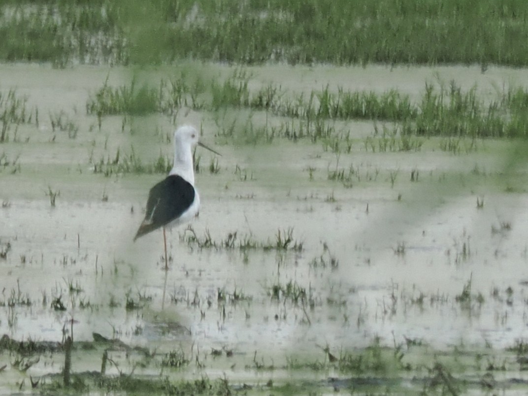 Black-winged Stilt - ML647021239