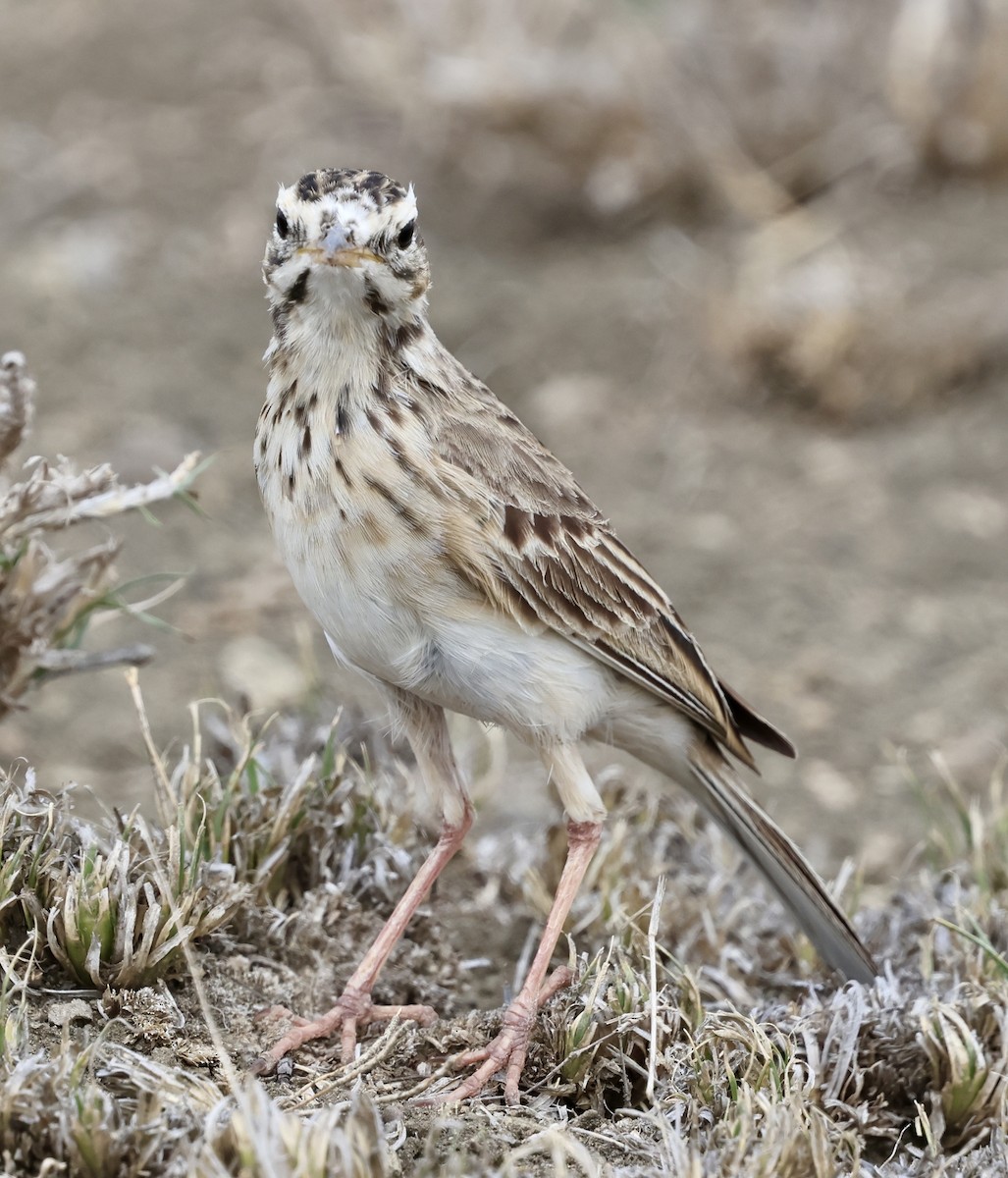 Pipit africain (groupe cinnamomeus) - ML647021260