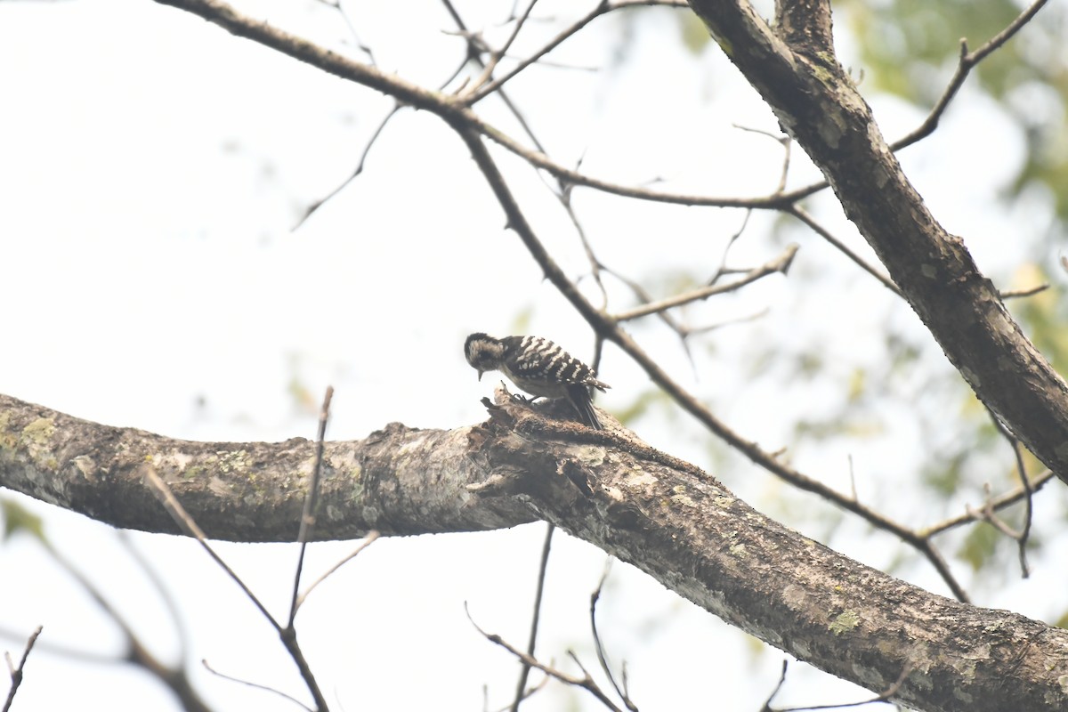 Pic à coiffe grise - ML647021262