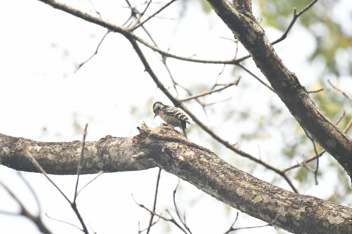 Pic à coiffe grise - ML647021263