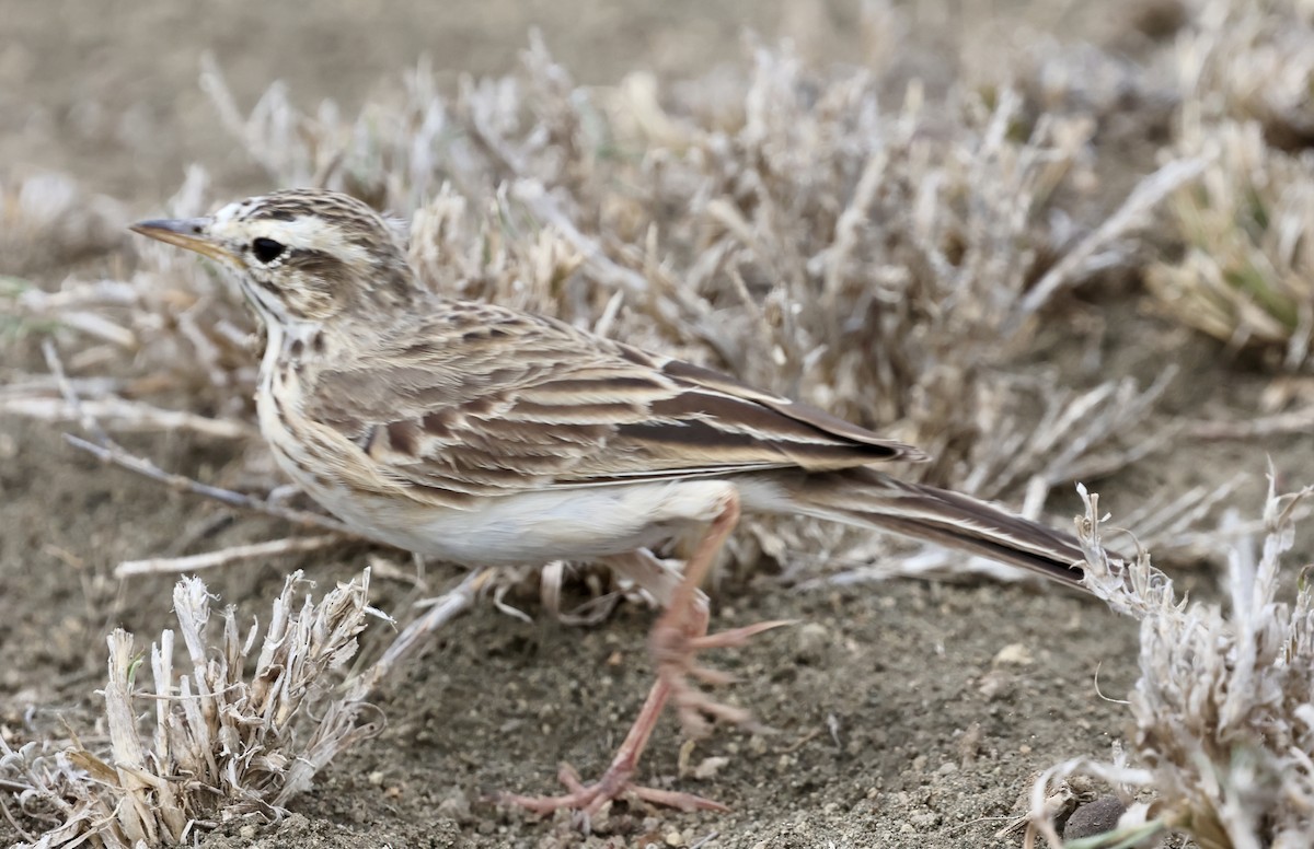 Pipit africain (groupe cinnamomeus) - ML647021265