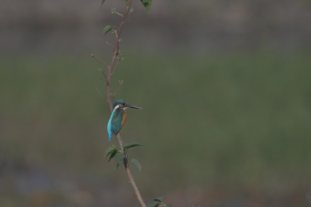 Martin-pêcheur d'Europe - ML647021268