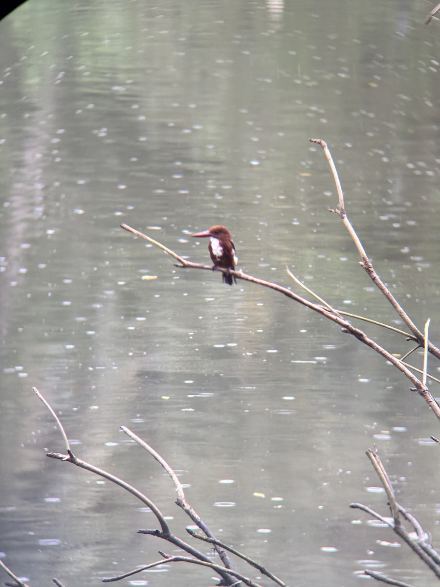 Martin-chasseur de Smyrne - ML647021269