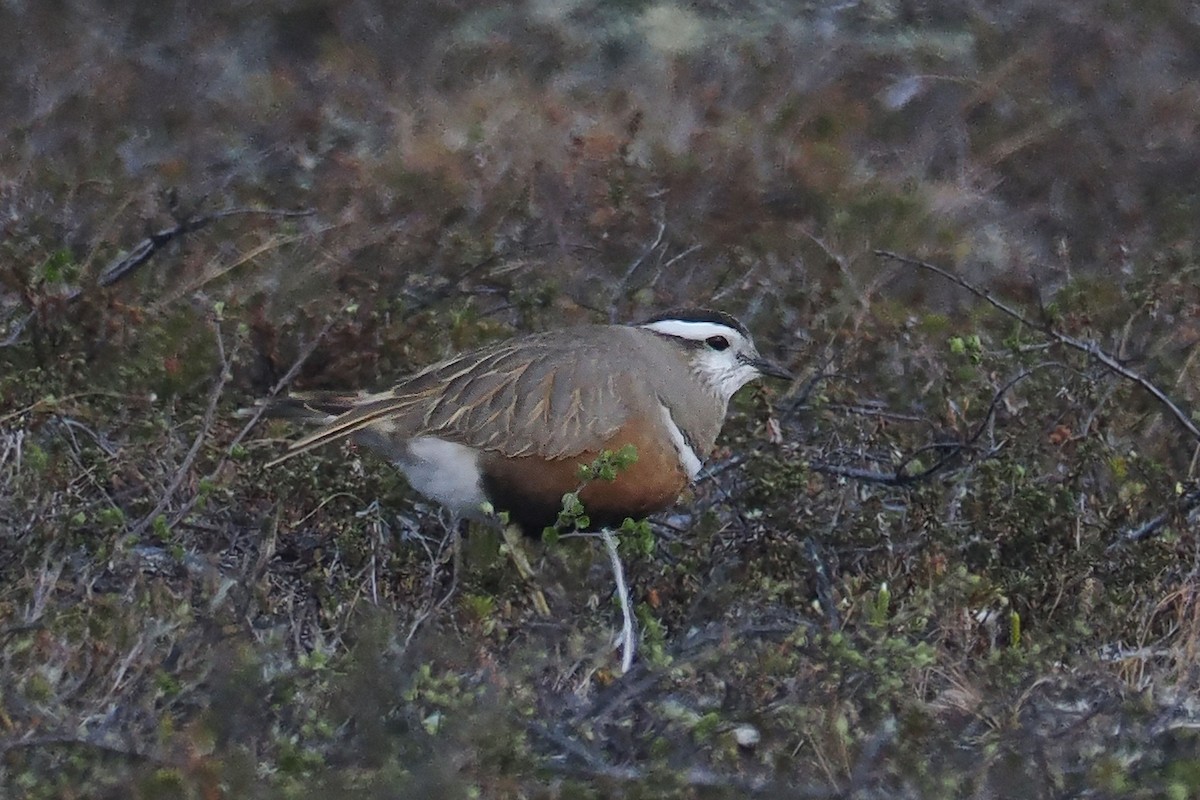 Pluvier guignard - ML647021270