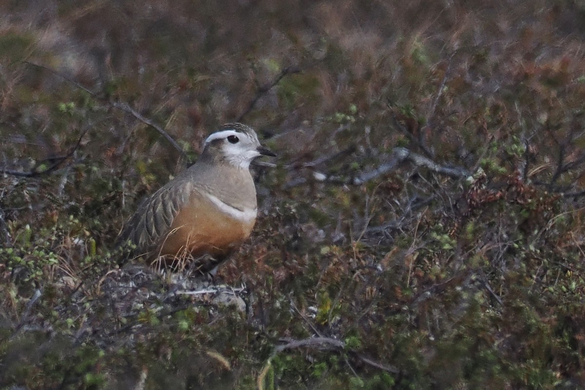 Pluvier guignard - ML647021271