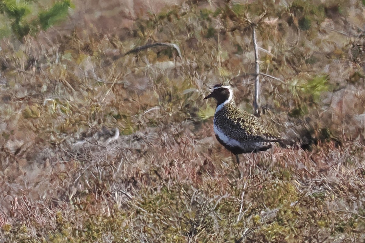 Pluvier doré - ML647021272