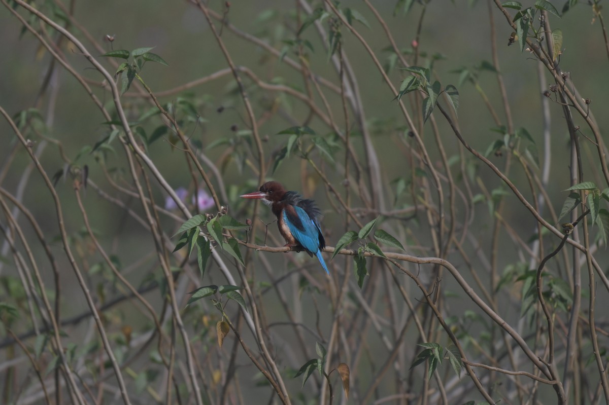 Martin-chasseur de Smyrne - ML647021273