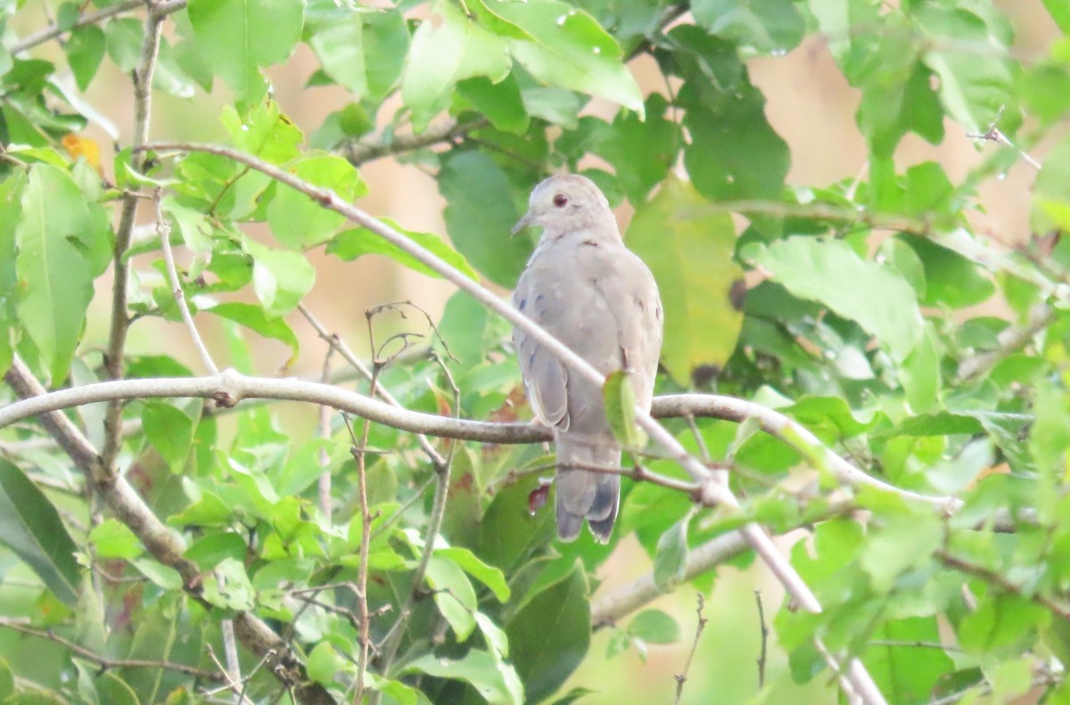 Colombe pygmée - ML647021274