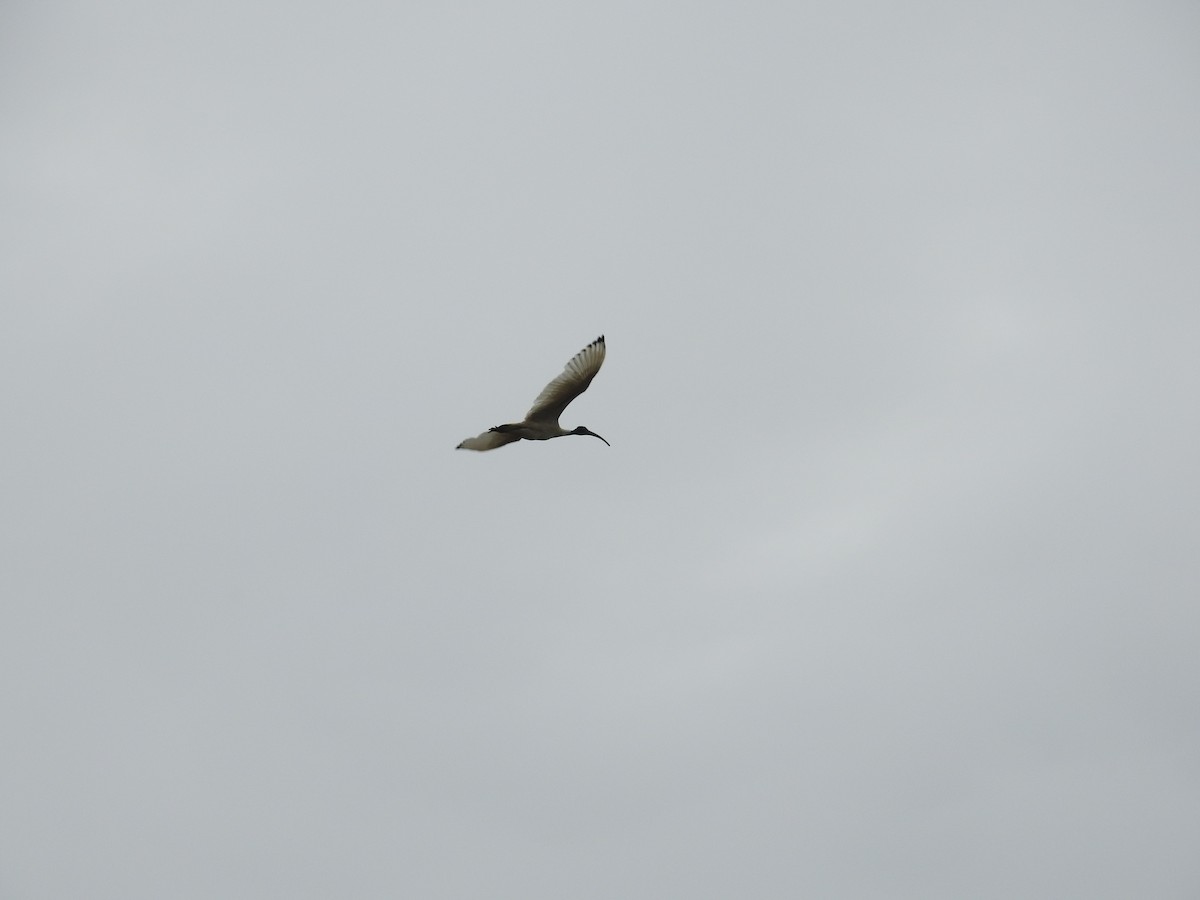 Ibis à cou noir - ML647021275