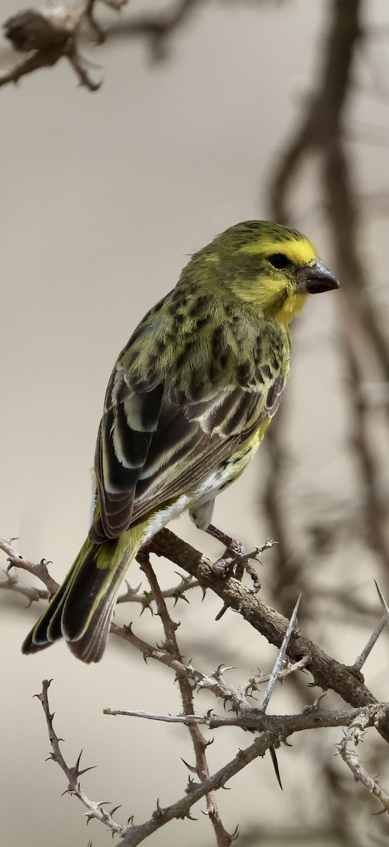 Serin à ventre blanc - ML647021276