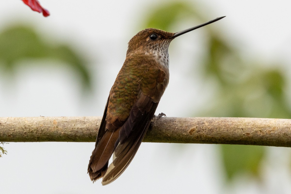 Inca céleste - ML647021277