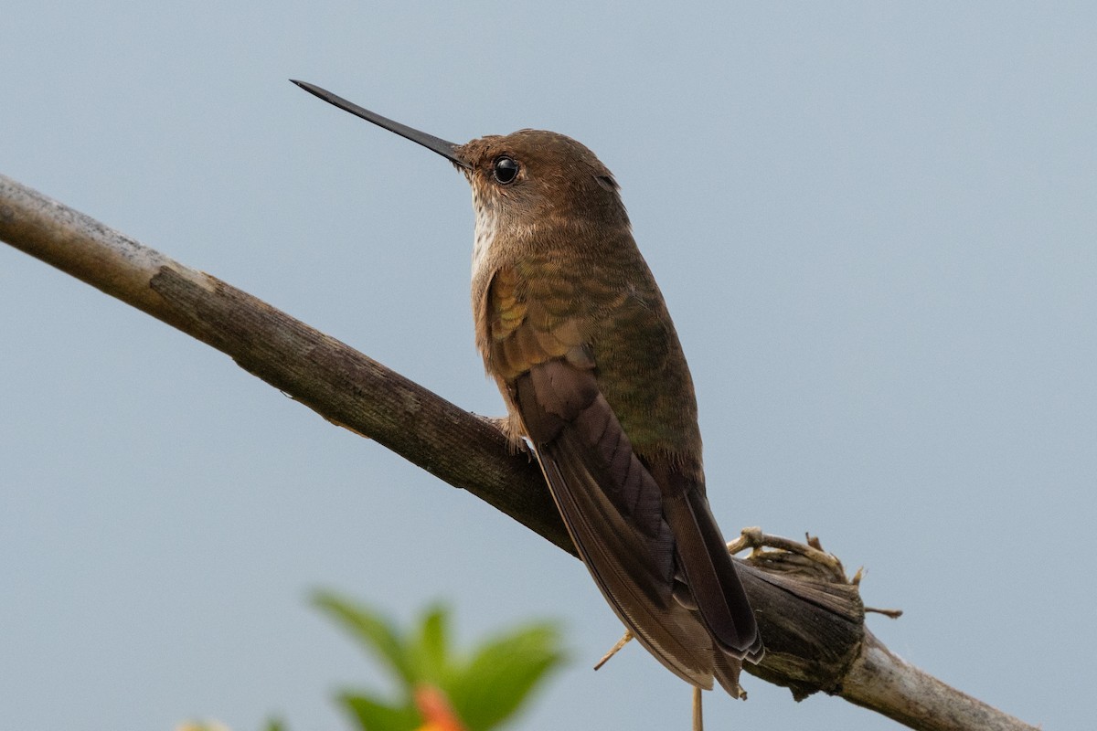 Inca céleste - ML647021278