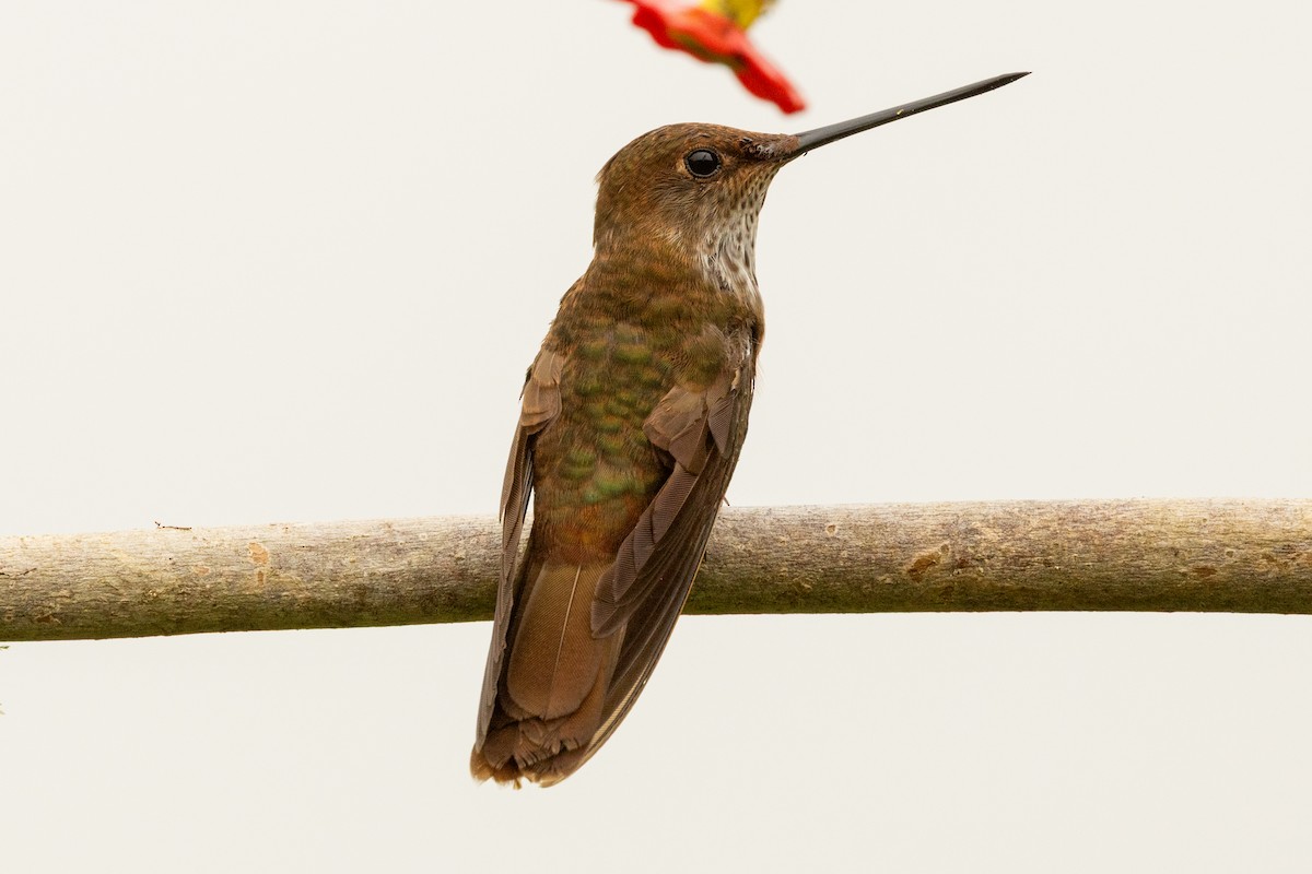 Inca céleste - ML647021279