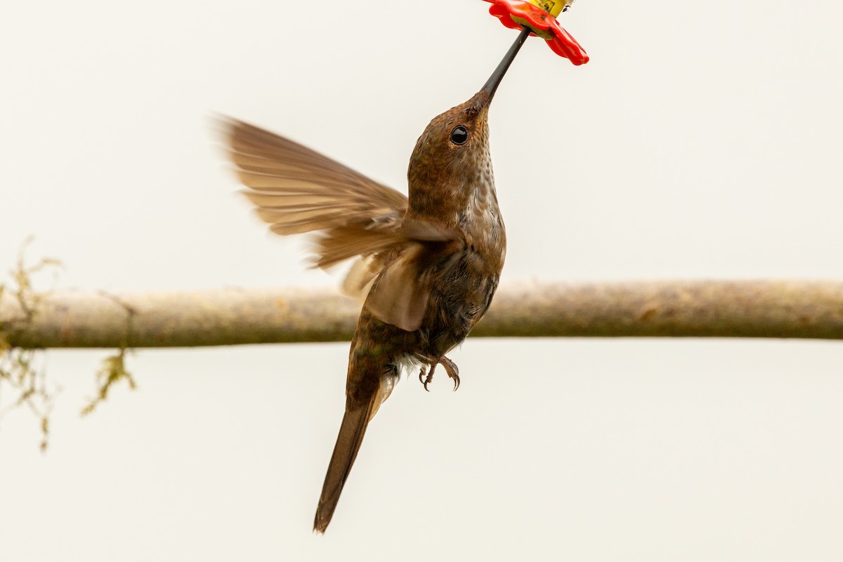 Inca céleste - ML647021280