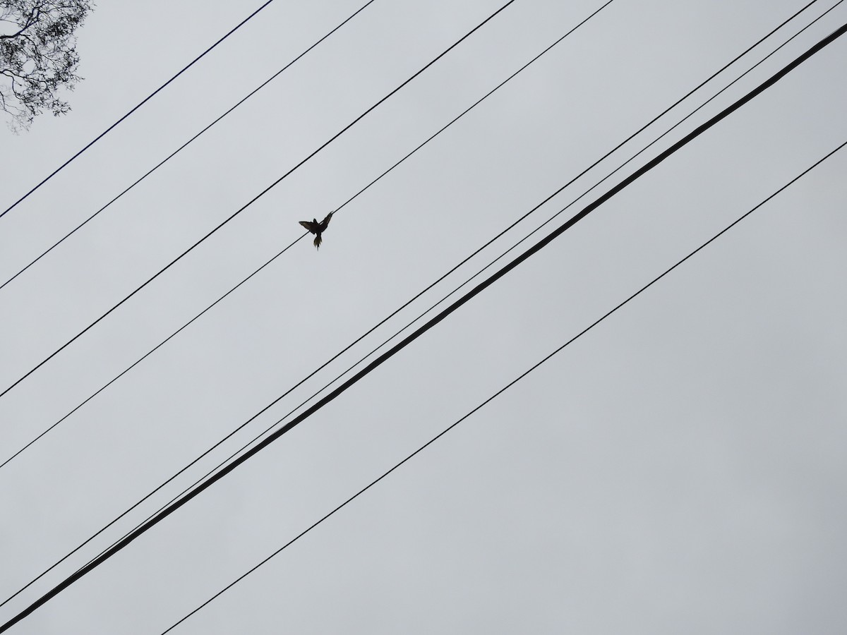 Loriquet arc-en-ciel - ML647021281