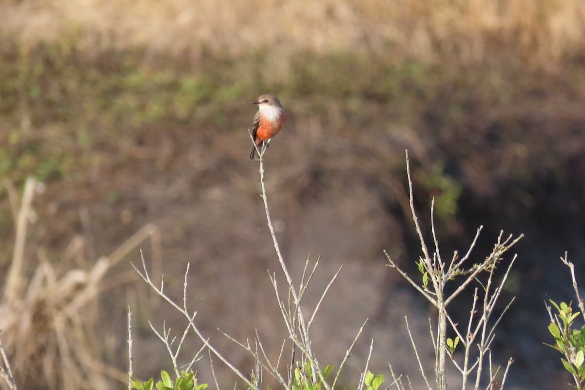 Moucherolle vermillon - ML647021289