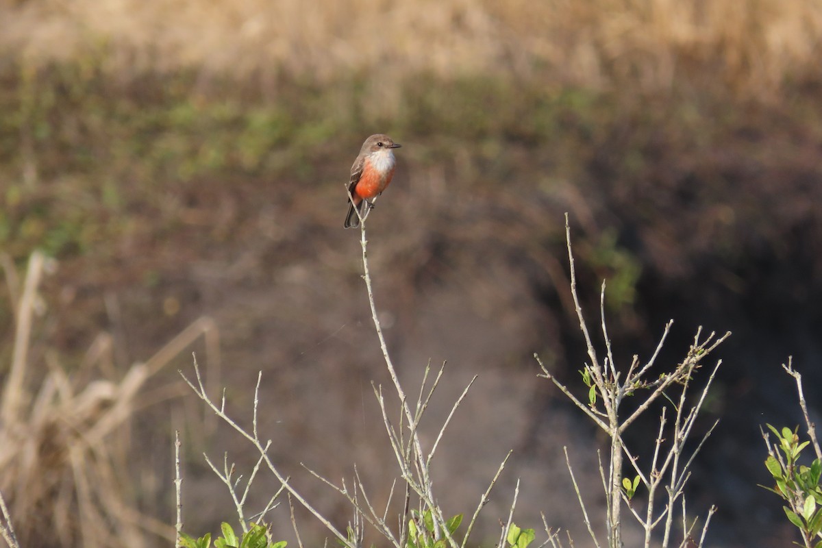 Moucherolle vermillon - ML647021290