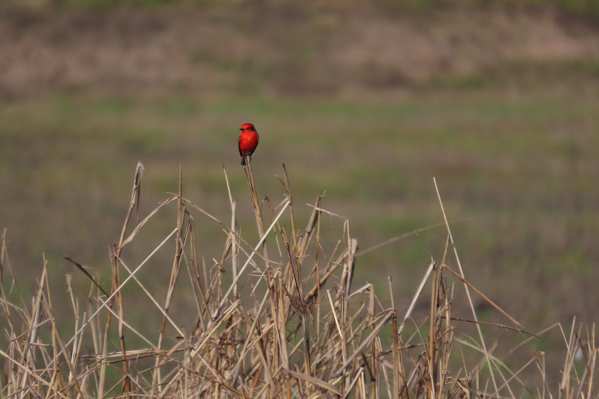 Moucherolle vermillon - ML647021291