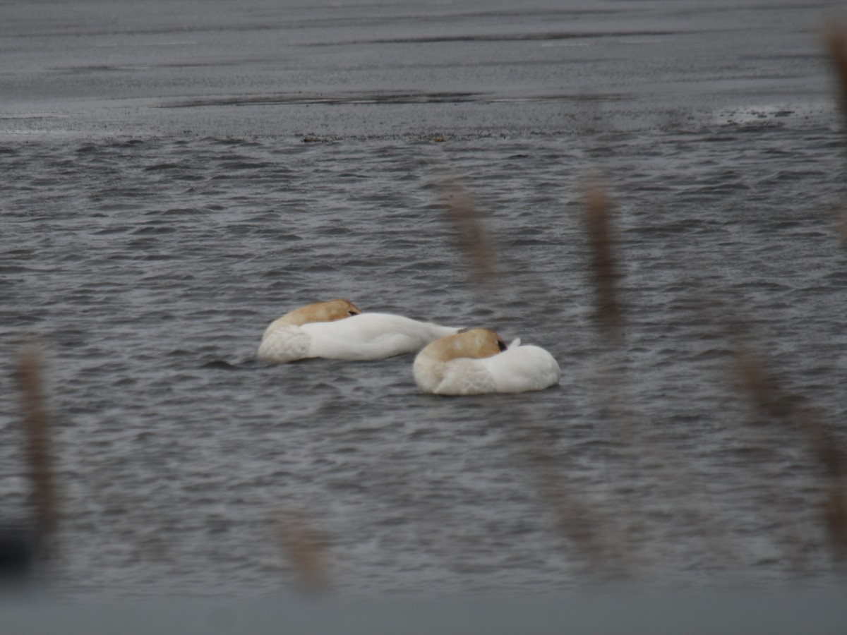 Cygne trompette - ML647021293