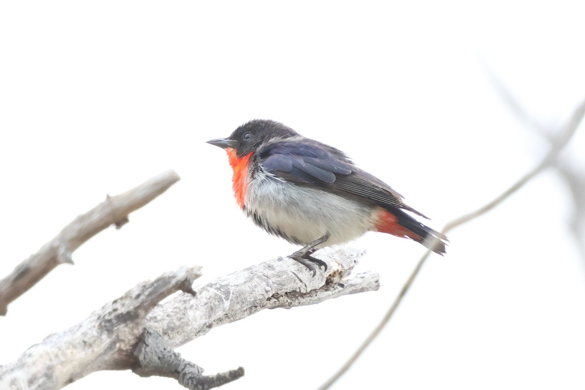 Dicée hirondelle - ML647021294