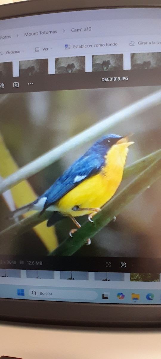 Paruline à joues noires (inornata) - ML647021296