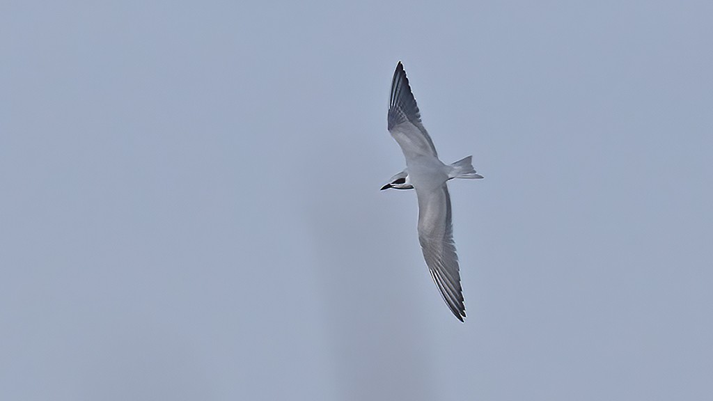 鷗嘴燕鷗 - ML647021299