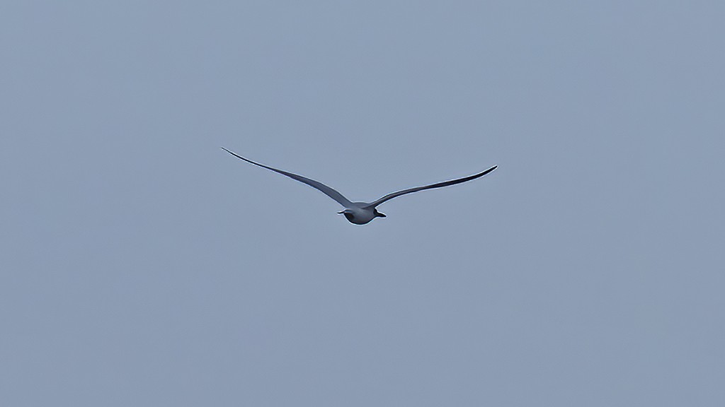 鷗嘴燕鷗 - ML647021300