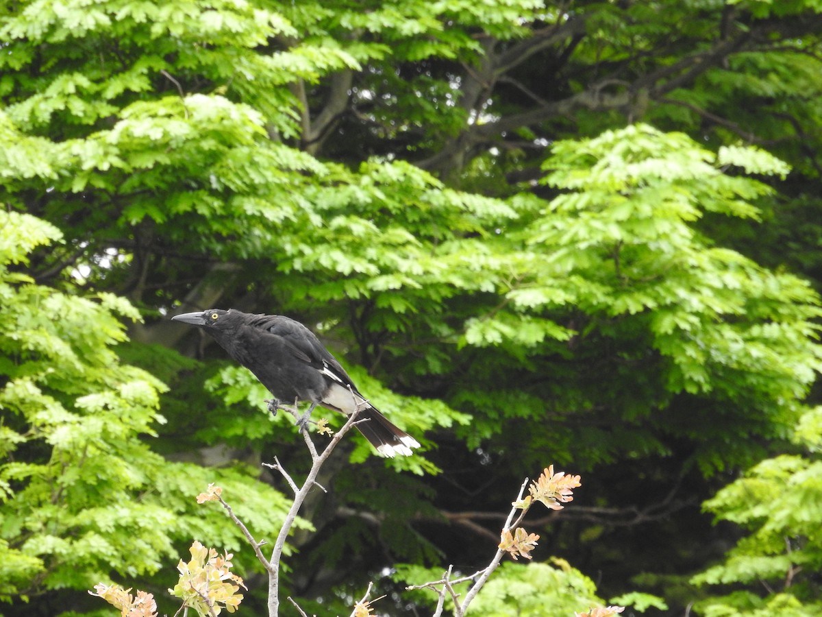 Pied Currawong - ML647021301