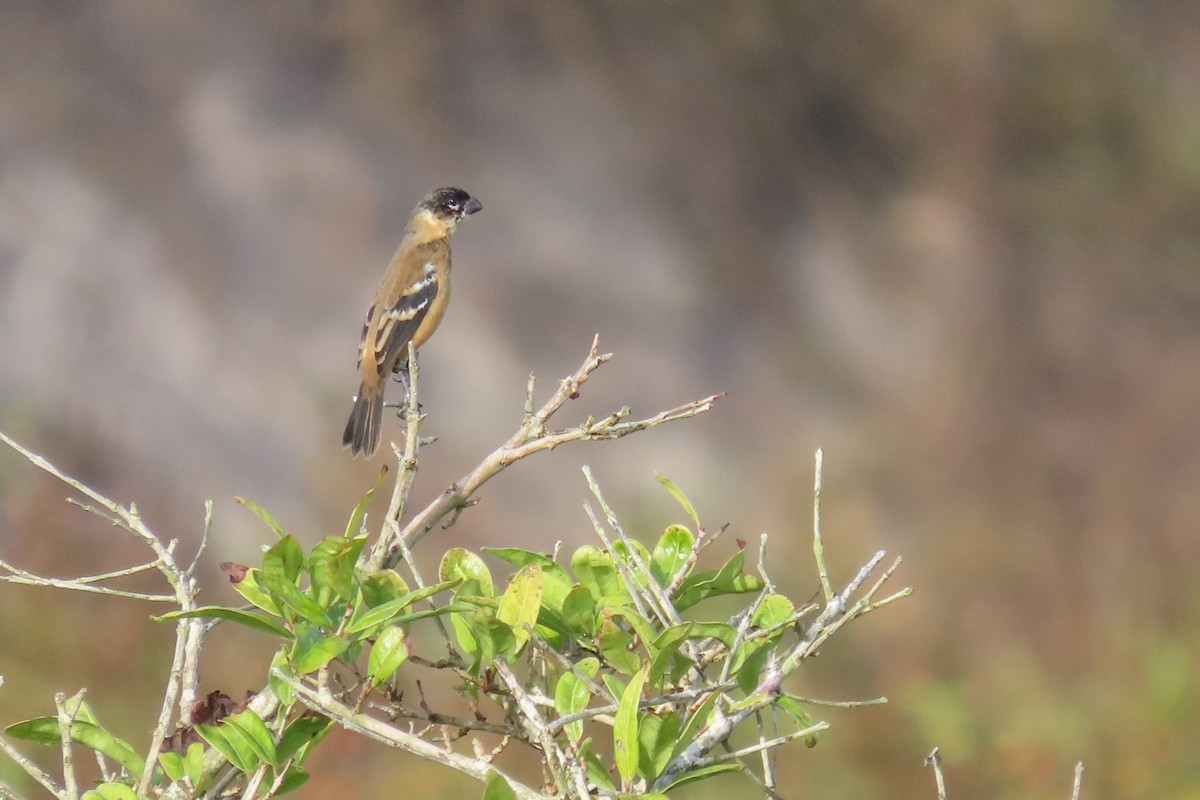 Morelet's Seedeater - ML647021302