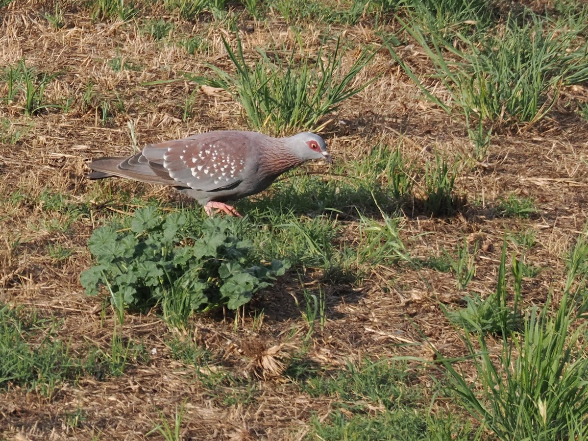 Speckled Pigeon - ML647021303