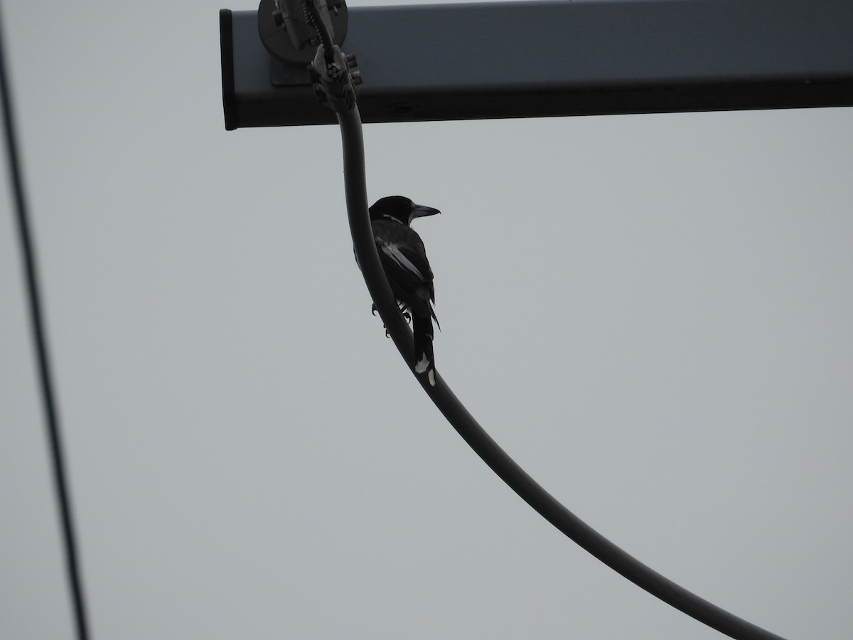 Gray Butcherbird - ML647021304