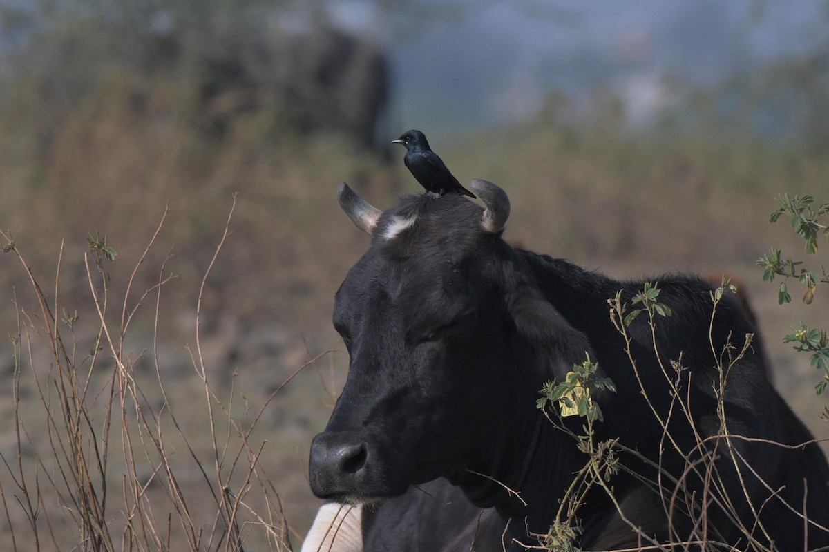 Black Drongo - ML647021305