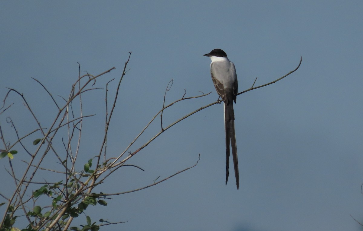 Fork-tailed Flycatcher - ML647021306