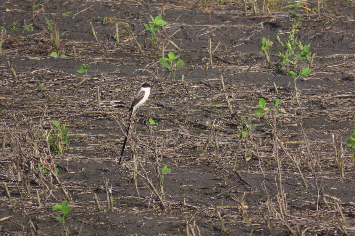 Fork-tailed Flycatcher - ML647021307