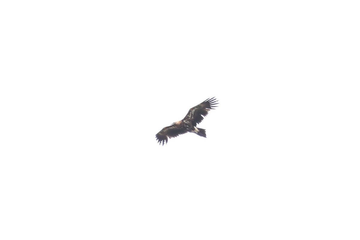Wedge-tailed Eagle - ML647021308