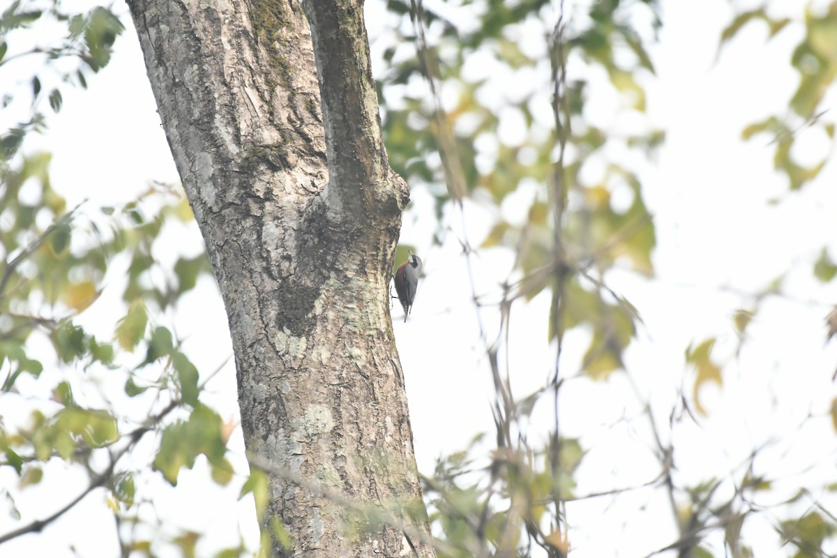 Chestnut-bellied Nuthatch - ML647021312