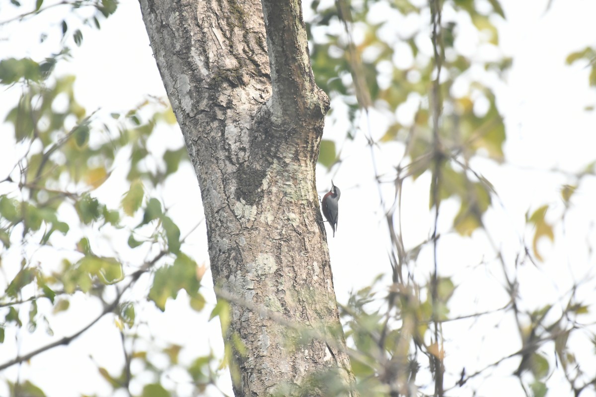 Chestnut-bellied Nuthatch - ML647021313