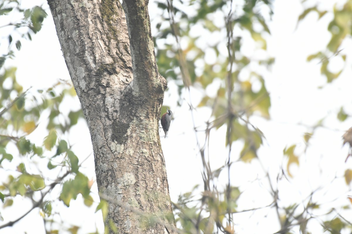 Chestnut-bellied Nuthatch - ML647021314