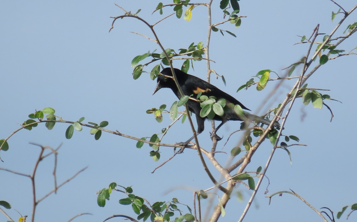 Red-winged Blackbird - ML647021315
