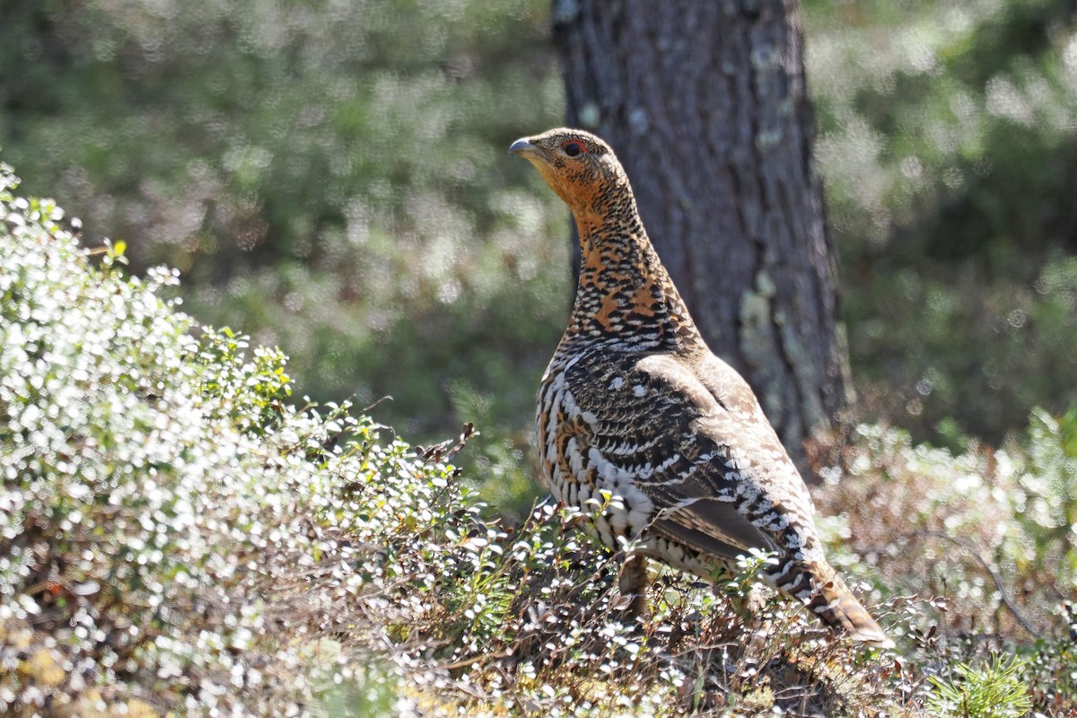 Western Capercaillie - ML647021316