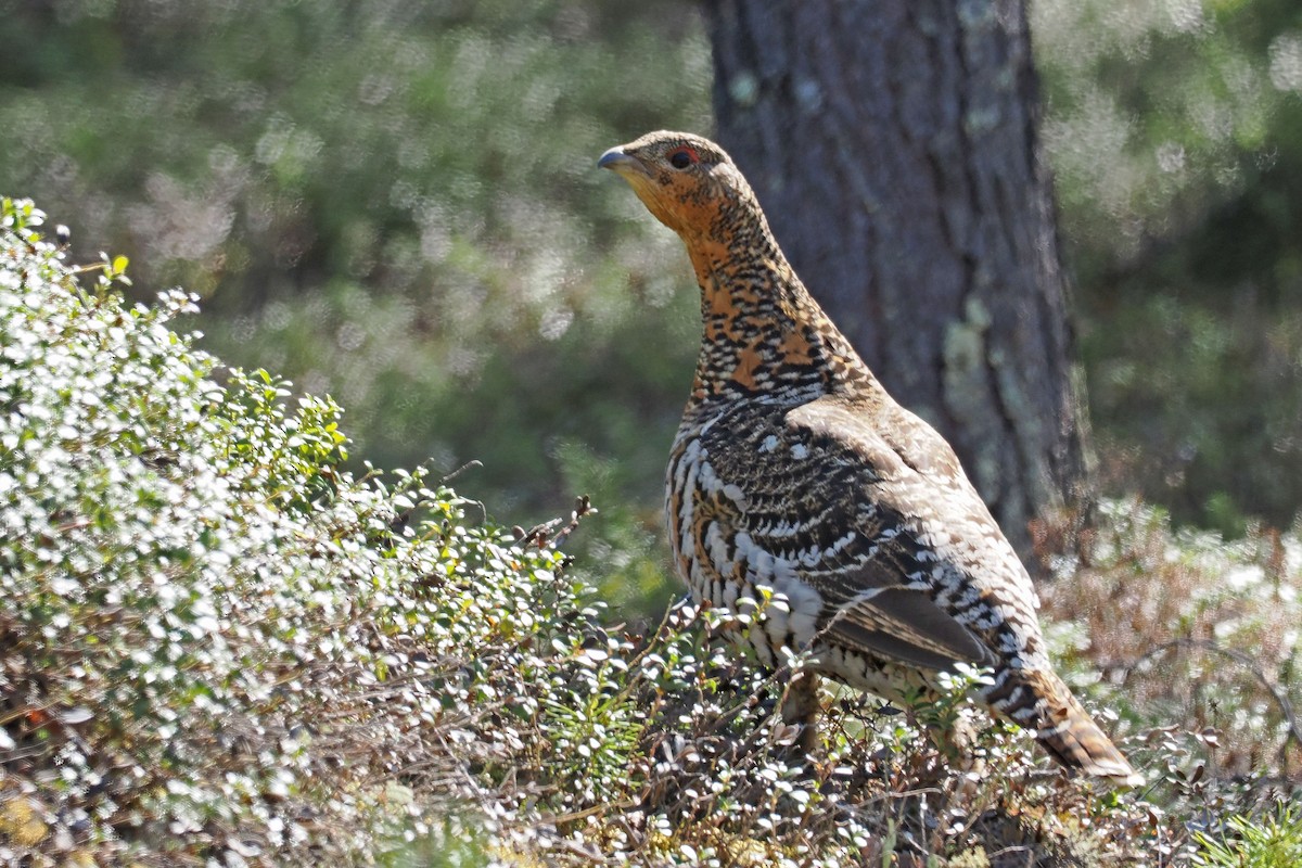 Western Capercaillie - ML647021317
