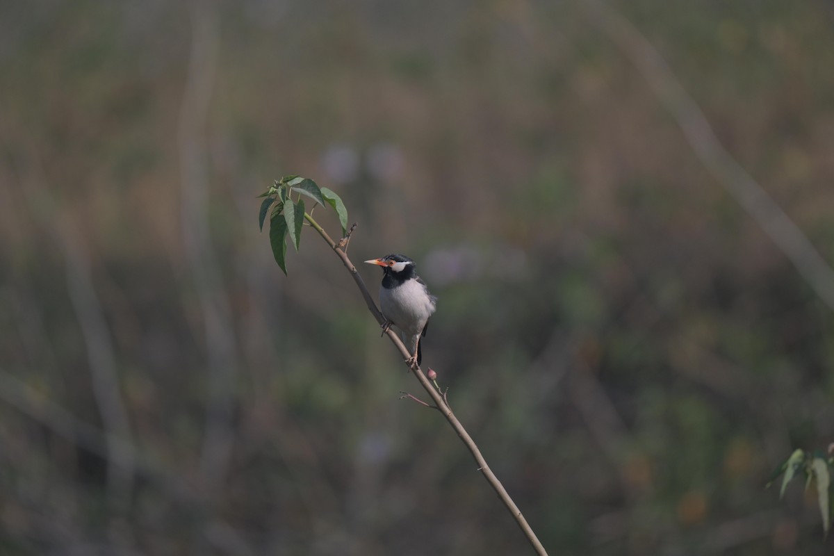Indian Pied Starling - ML647021318