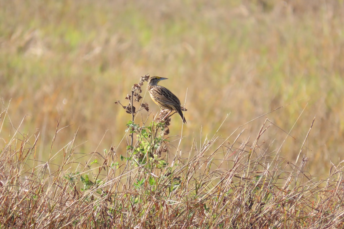 Eastern Meadowlark - ML647021319
