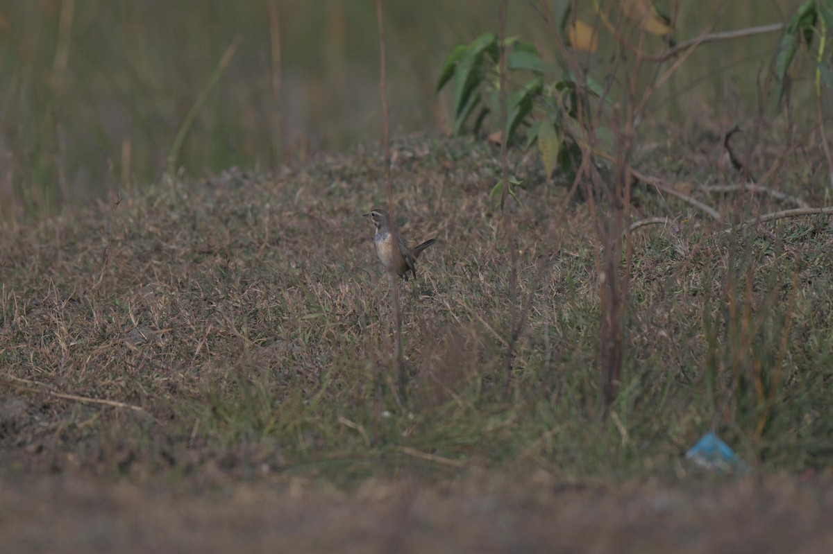 Bluethroat - ML647021320