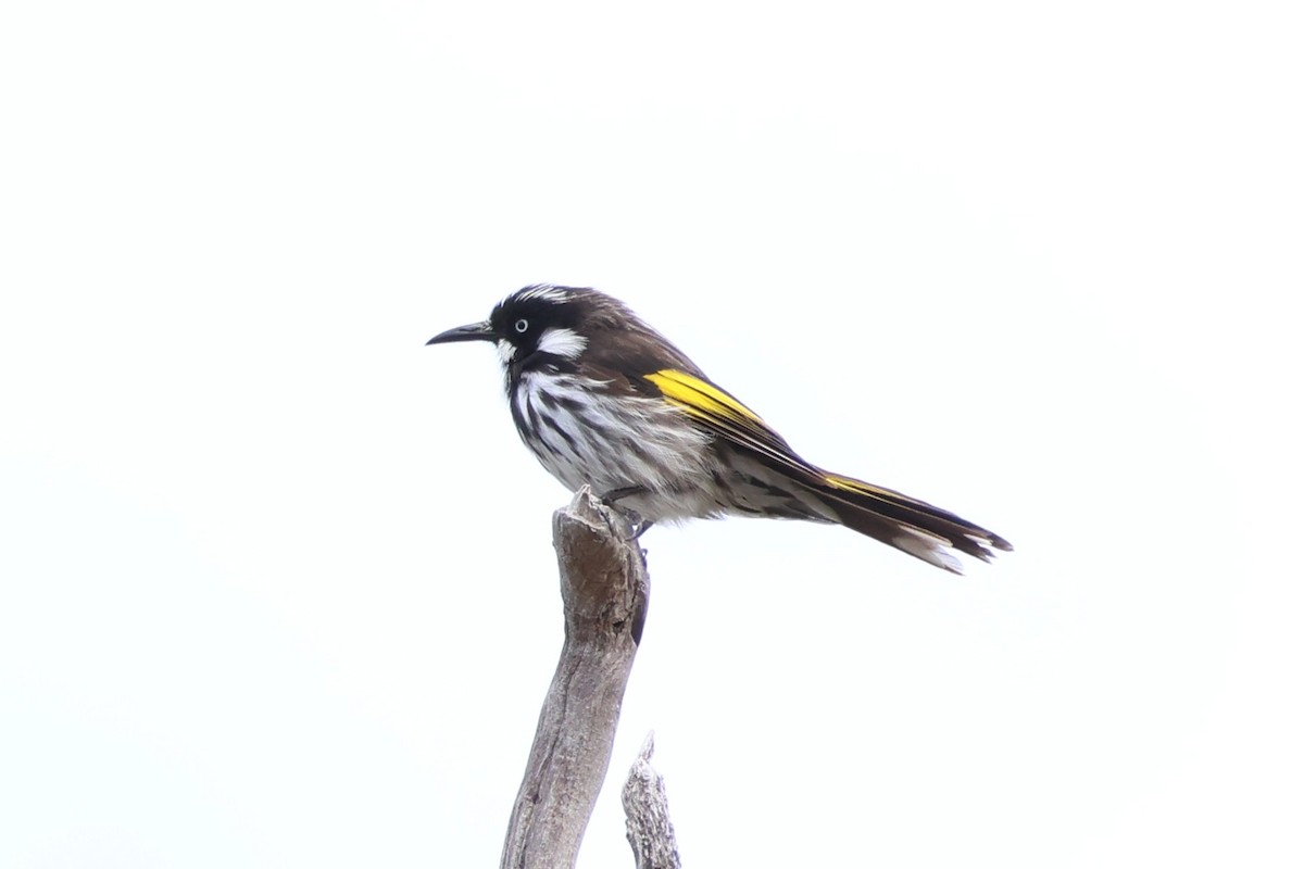 New Holland Honeyeater - ML647021321