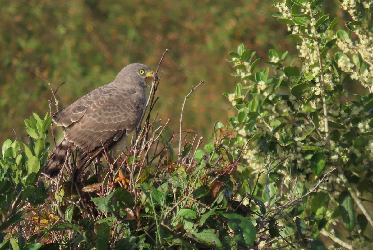 Roadside Hawk - ML647021329