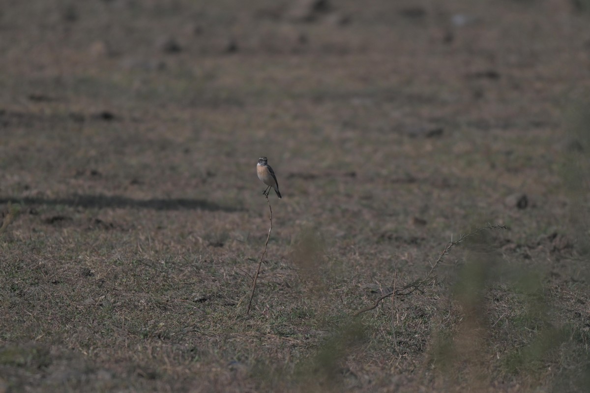 Siberian Stonechat - ML647021330
