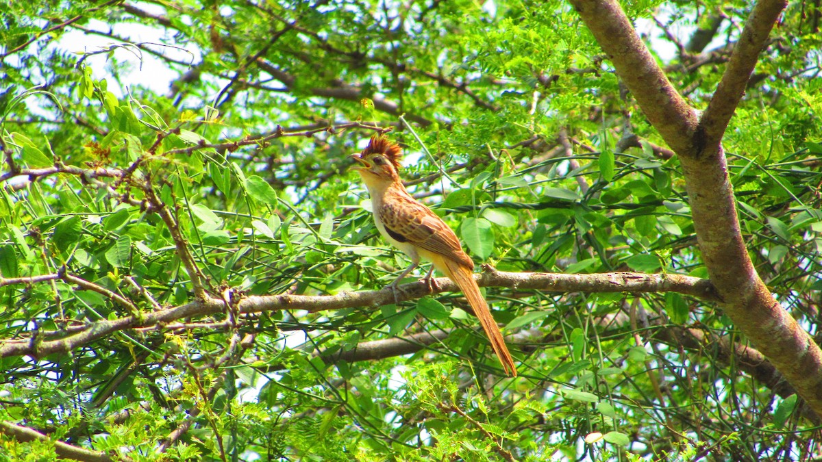 Striped Cuckoo - ML647021331