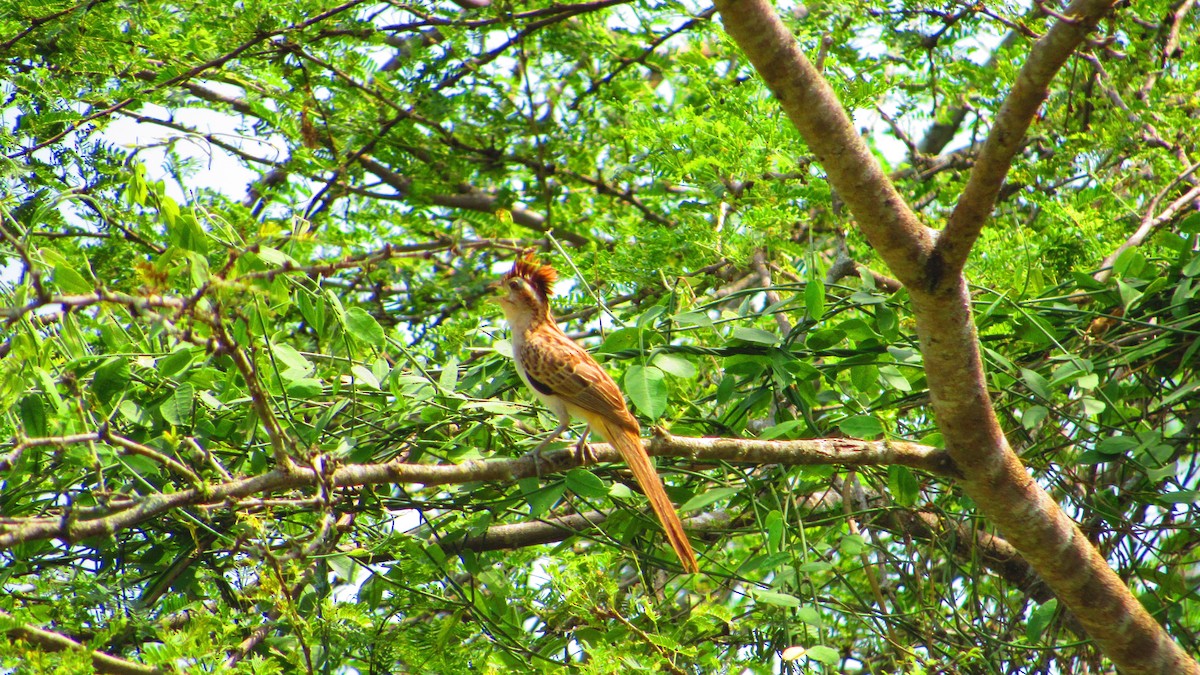 Striped Cuckoo - ML647021332