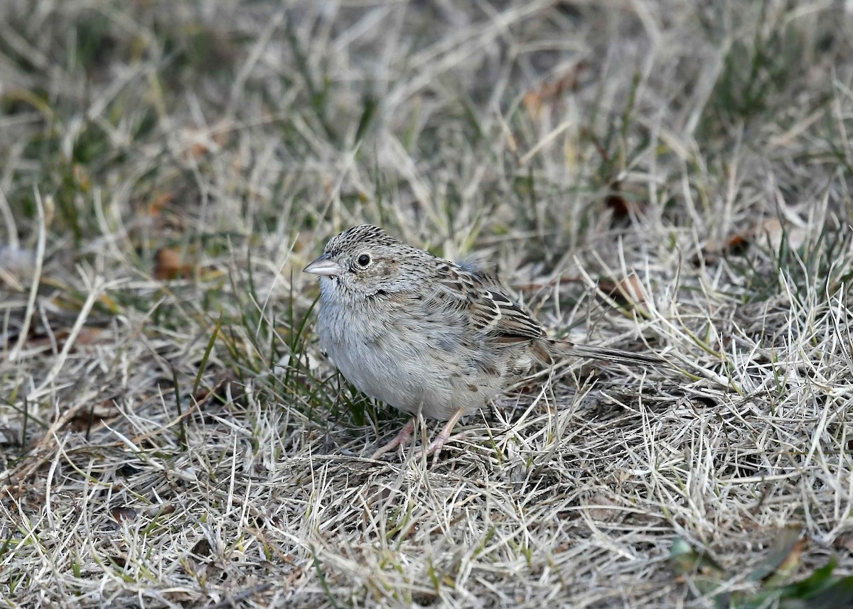 Cassin's Sparrow - ML647021333